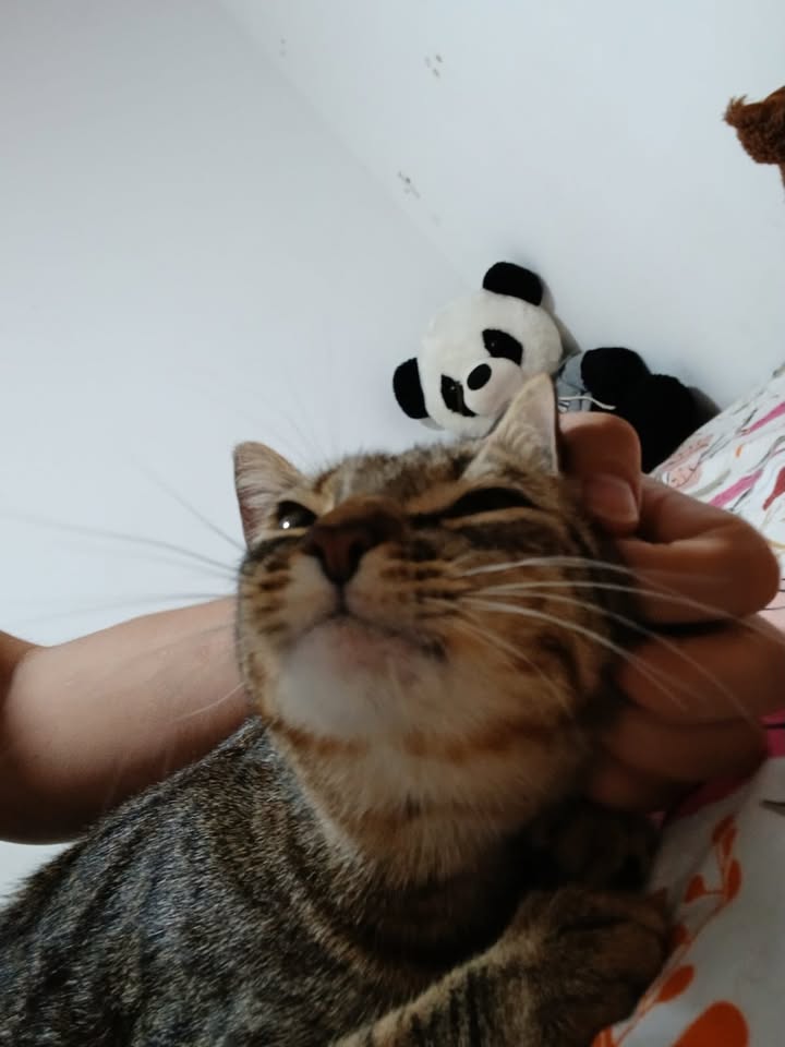 Adopción Gatita Joven Esterilizada en Pereira, Risaralda 