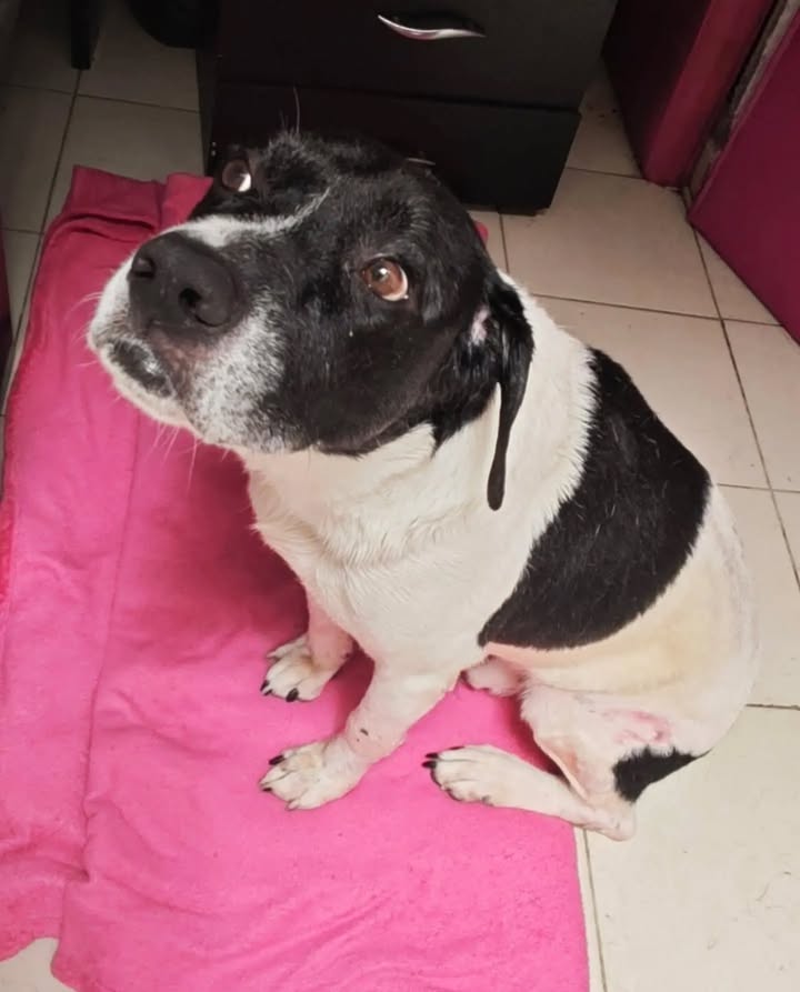 Perro macho noble busca hogar en Pereira 