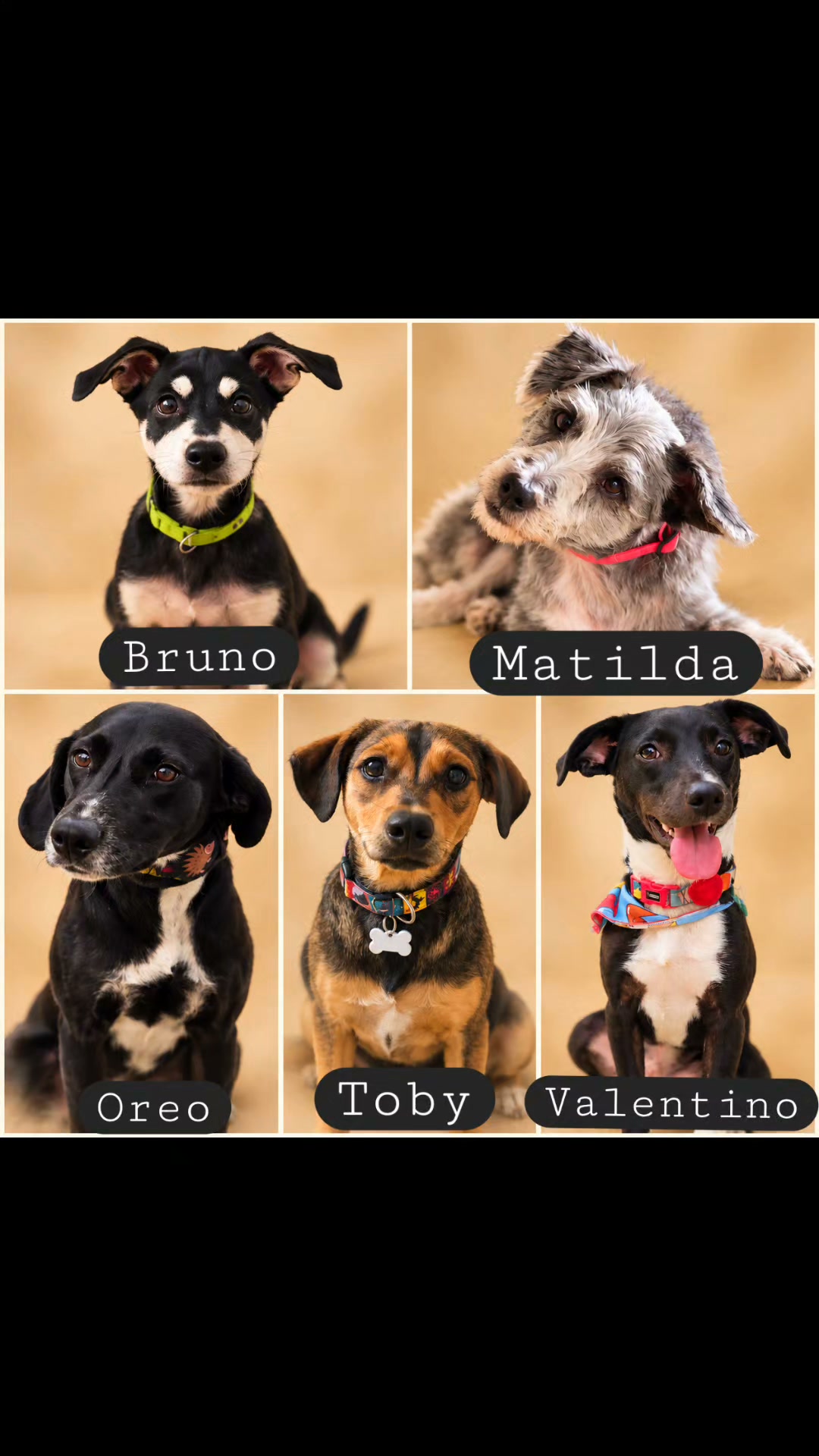 Adopta un perro en Armenia, Quindío 