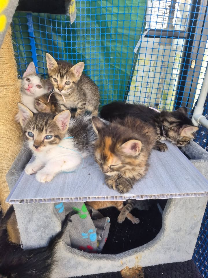 Jornada de adopción de cachorros en Bogotá 
