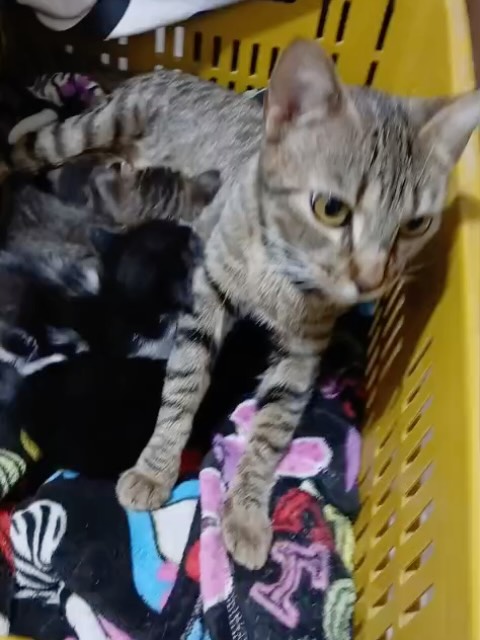 Adopción Gatita Joven Esterilizada en Pereira, Risaralda 