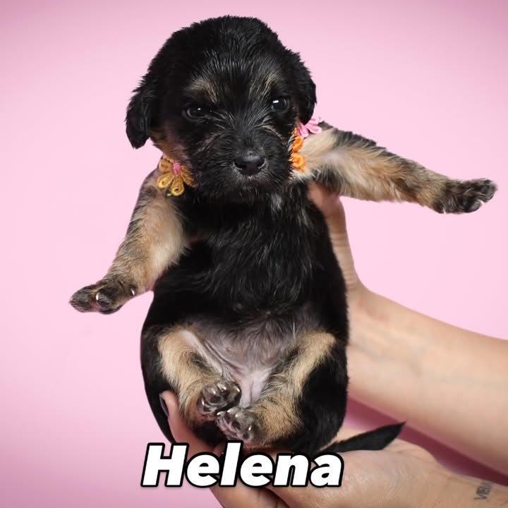 Adopción de cachorros de 1 mes en Bogotá 
