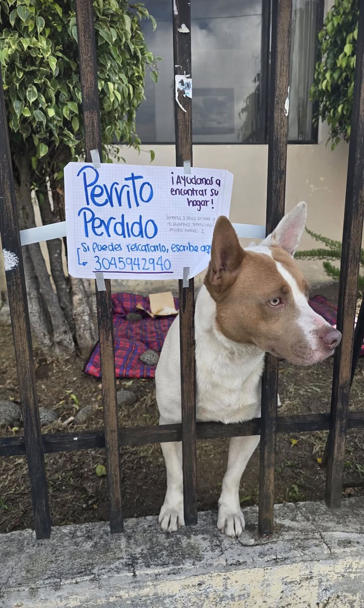 Perrito perdido en Pasto, Nariño 