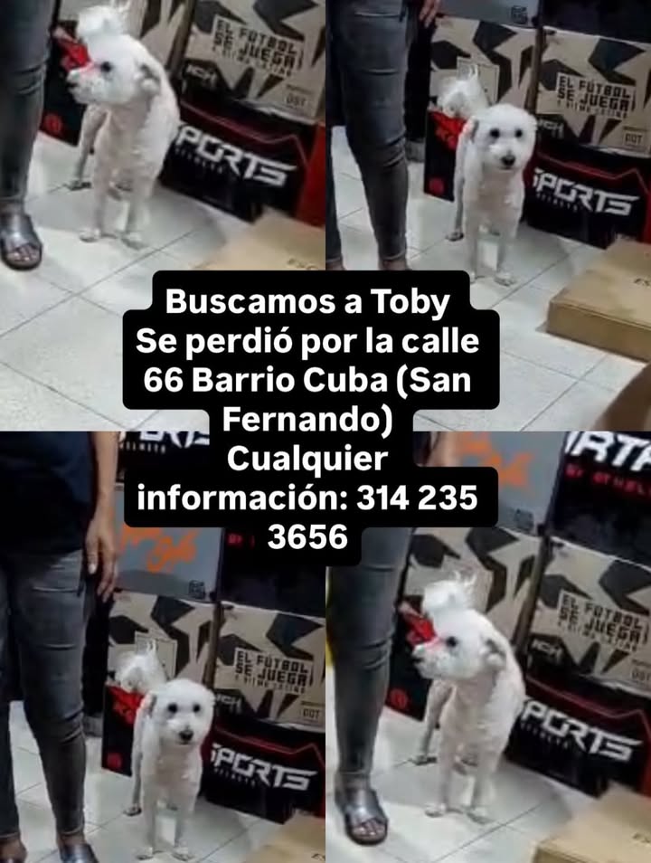Buscamos a Toby en Pereira 