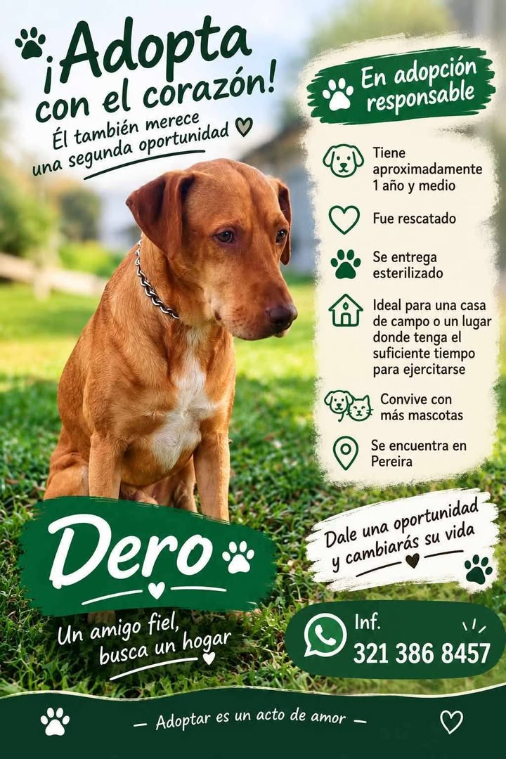 Perrito en adopción responsable en Pereira, Risaralda 