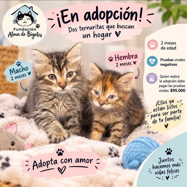 Adopción de gatitos esterilizados en Bogotá 