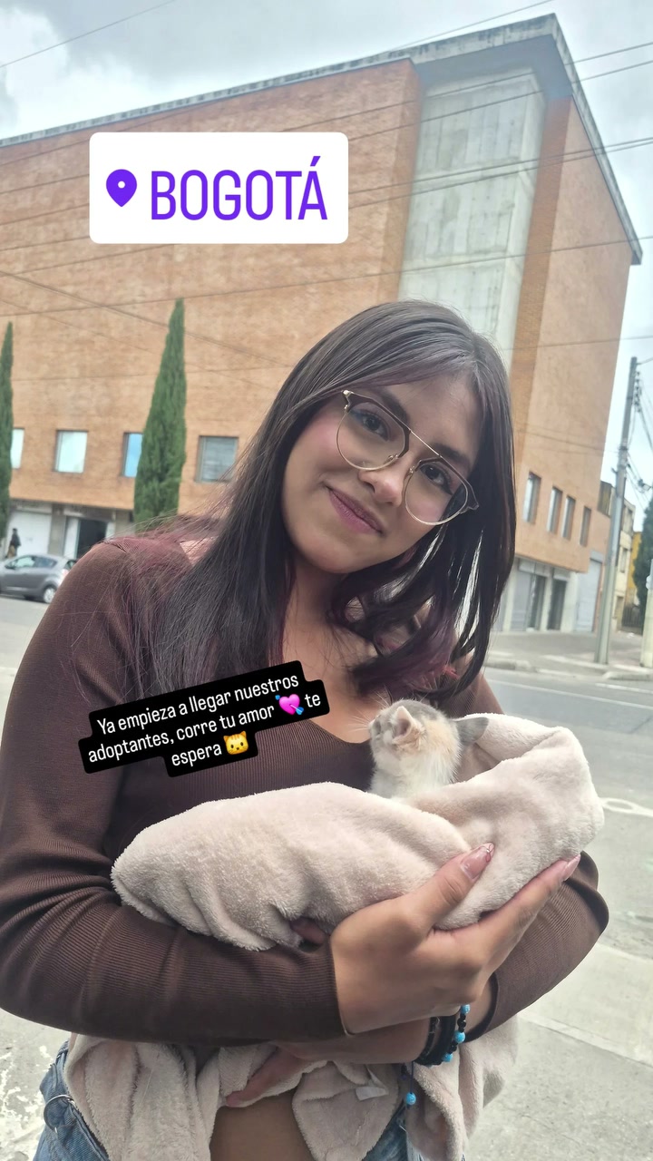 Adopción de gatito en Bogotá 