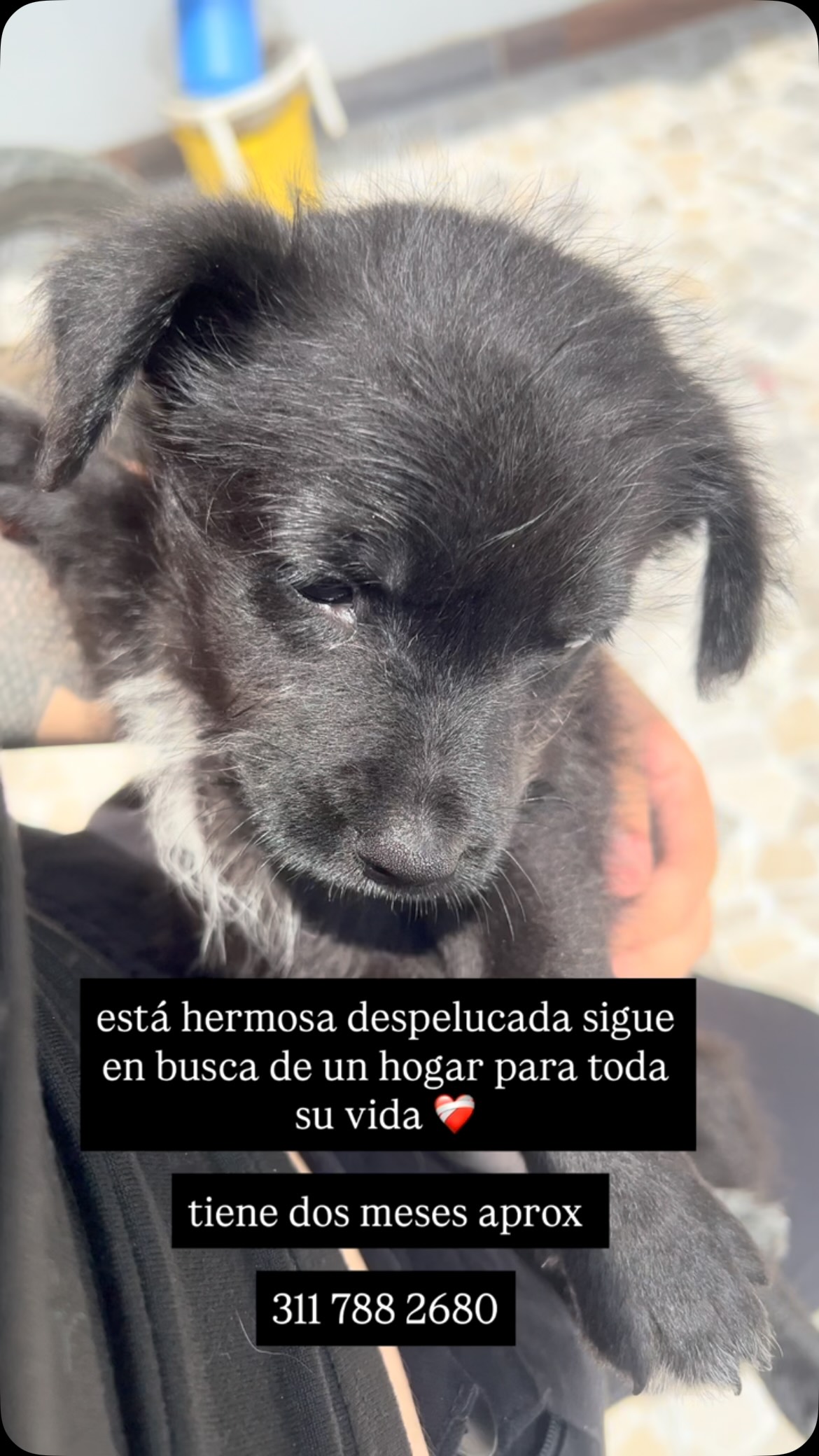 Adopta hermosa perrita rescatada en Pereira 