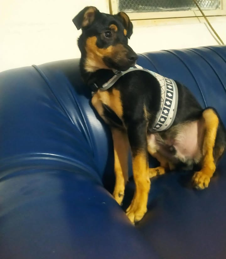 Adopción responsable perro talla mediana a pequeña en Neira 