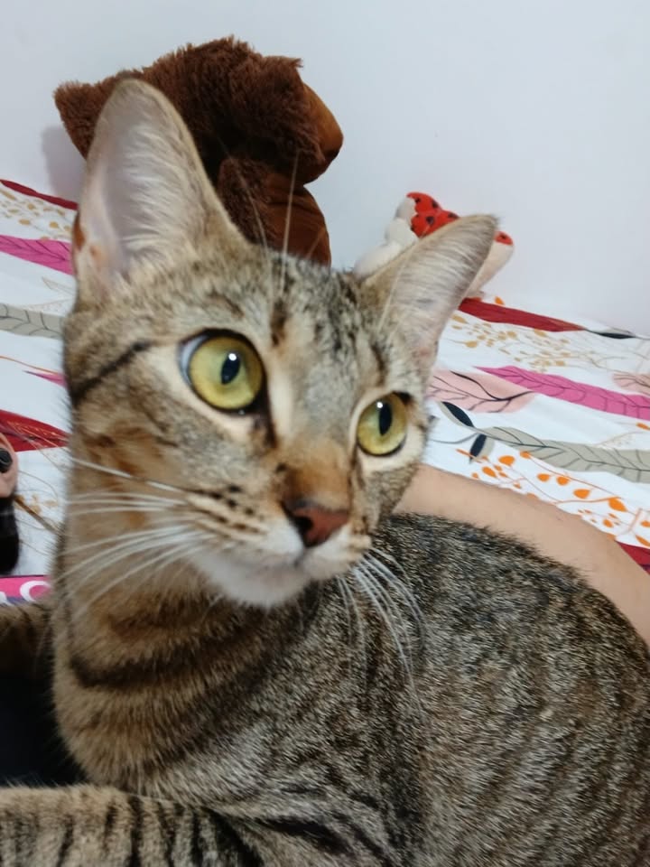 Adopción Gatita Joven Esterilizada en Pereira, Risaralda 
