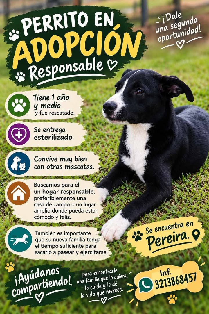 Perrito en adopción responsable en Pereira, Risaralda 