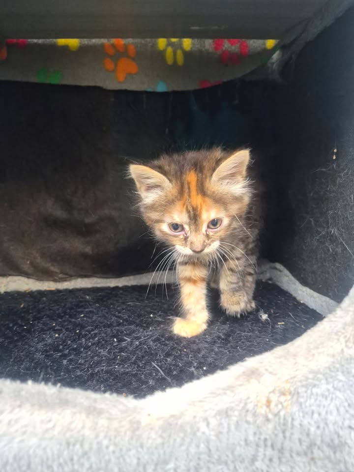 Gatitos en adopción en Bogotá 