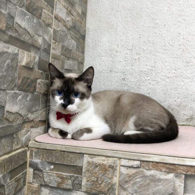 Adopción de Gatos en Pereira, Risaralda 