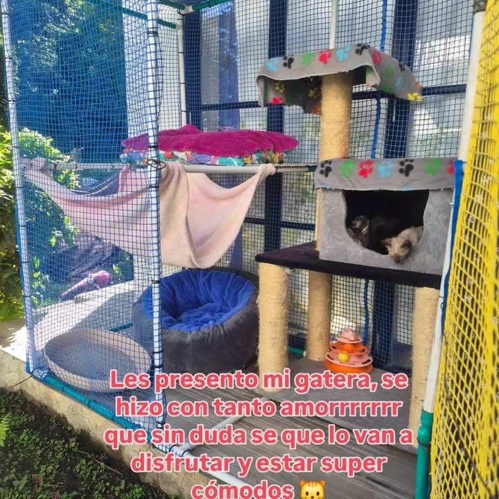 Adopción Gatitos Bogotá 