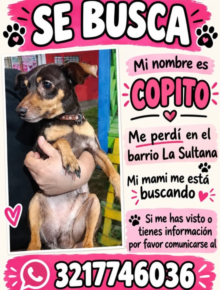 Se busca Copito en Pereira 