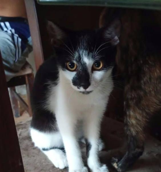Adopta gatitos juguetones en Tuluá, Valle 