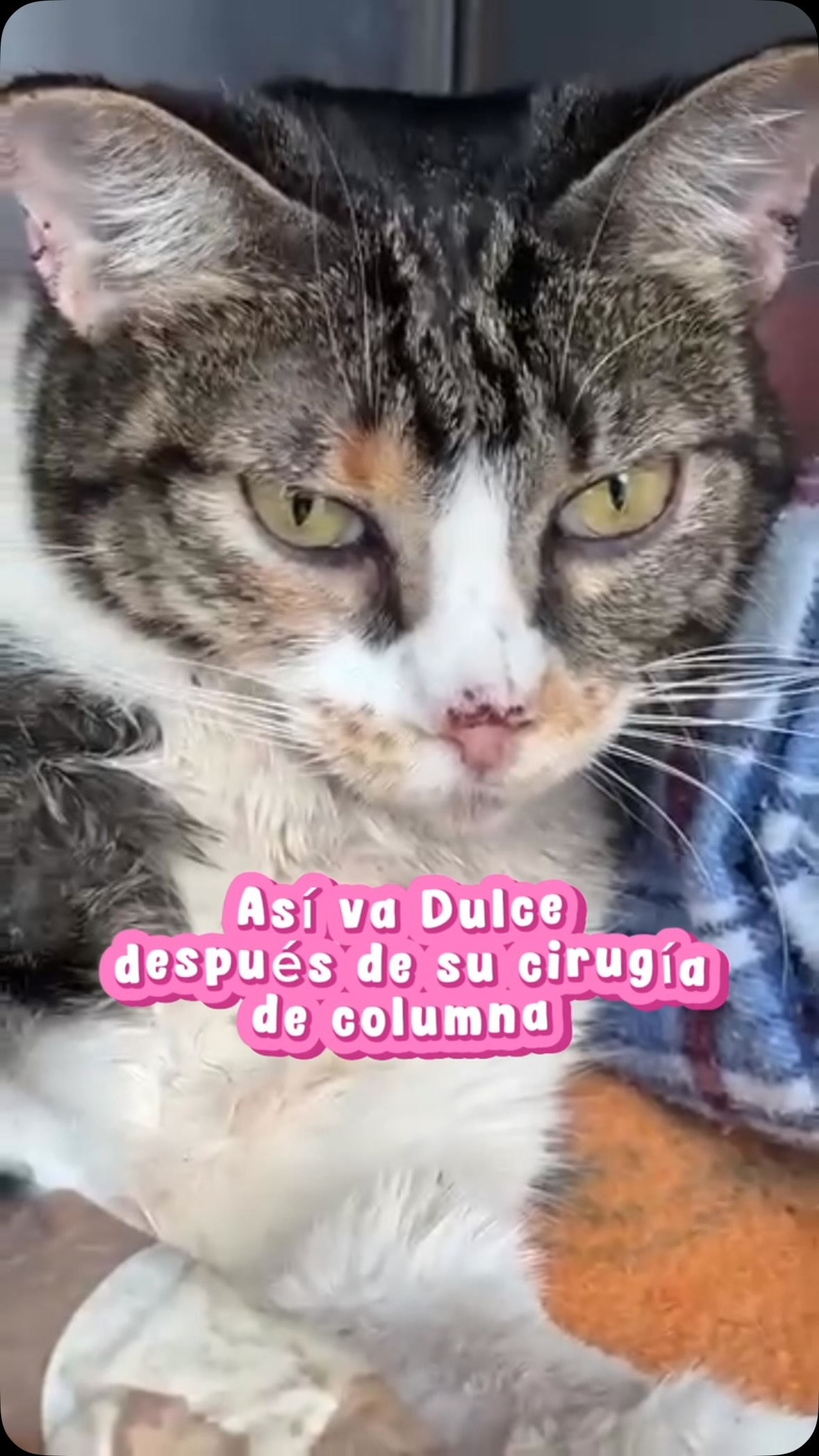 Gato Dulce se recupera de cirugía de columna en Bogotá 