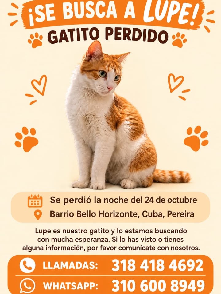 Se busca Gatito Lupe perdido en Pereira 