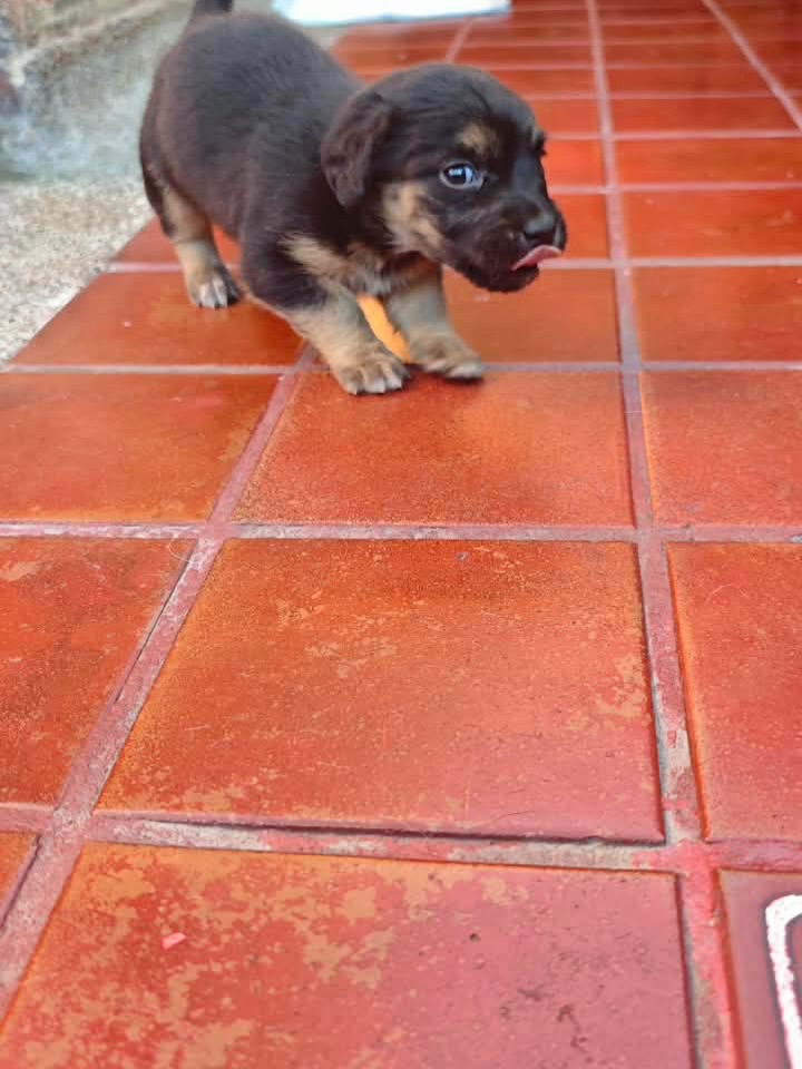 Adopta a Helena, cachorra criolla de 1 mes en Bogotá 