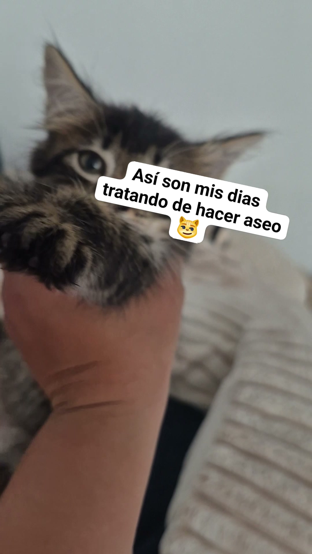 Gato cachorrito busca hogar 