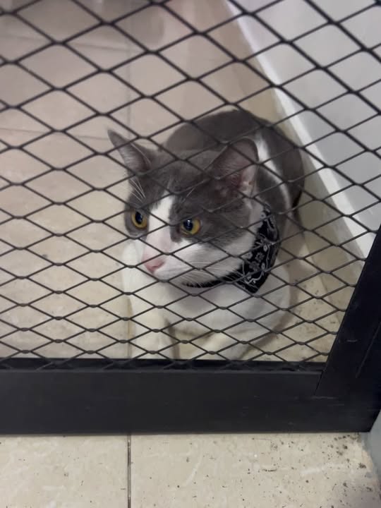 Gato en adopción con Leucemia Felina en Pereira 