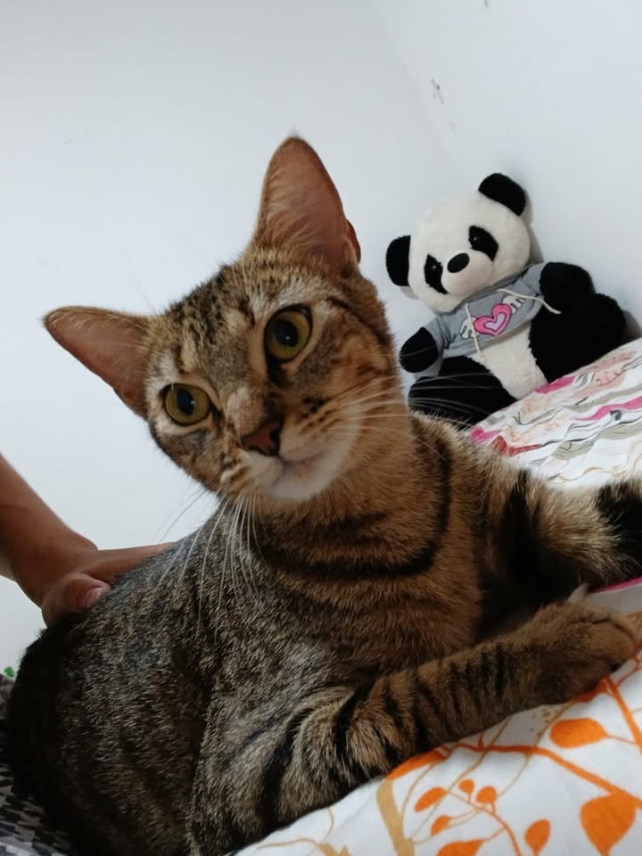 Adopción Gatita Joven Esterilizada en Pereira, Risaralda 