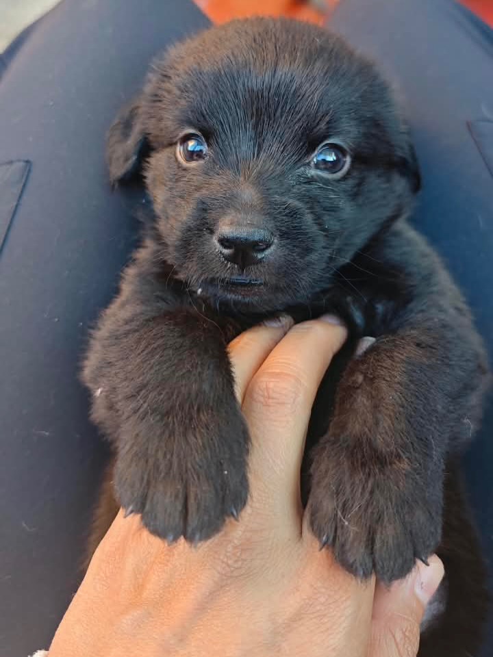 Adopta a Rafael: Cachorro mestizo, 1 mes, tamaño sorpresa en Bogotá 