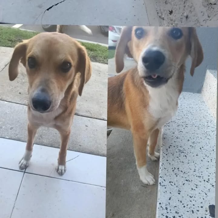 Hermoso perrito busca hogar en Pereira, Risaralda 