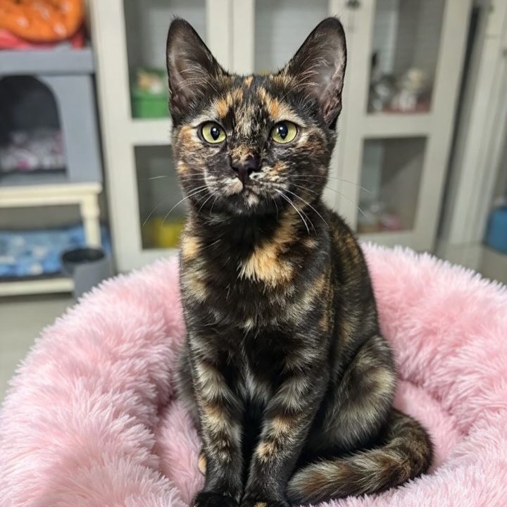 Adopción de Gatos en Pereira, Risaralda 