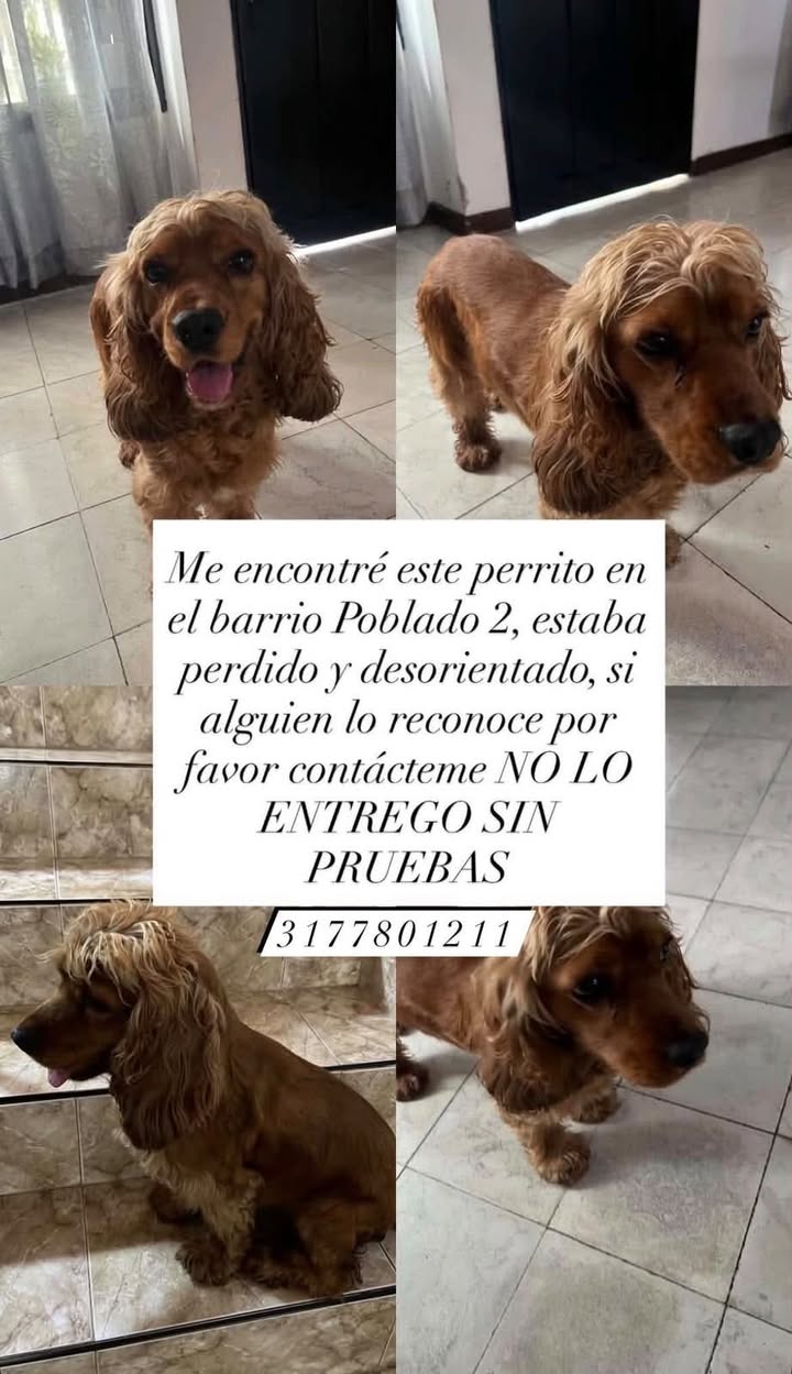 Perro encontrado en Pereira, Risaralda 