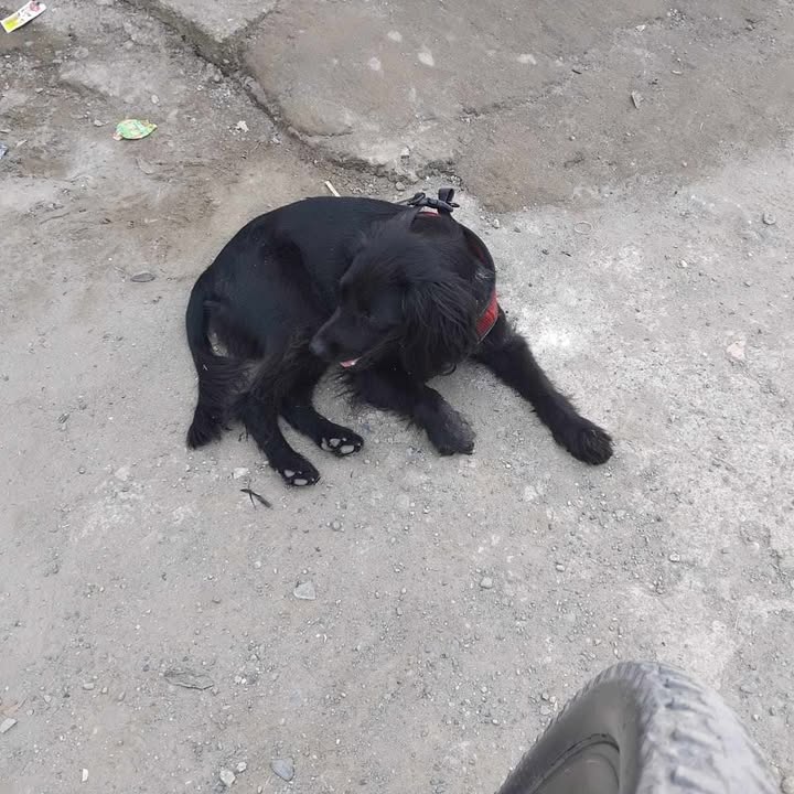 Perro negro perdido en Caimalito, La Virginia 