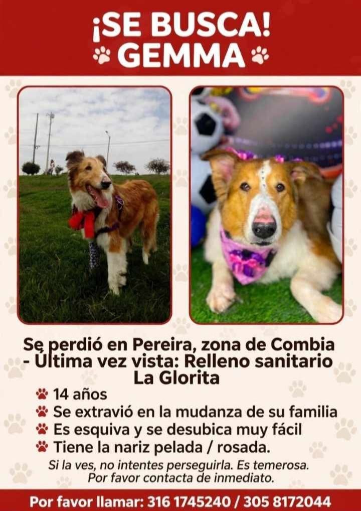 Se busca a Gemma, perro perdido en Pereira 