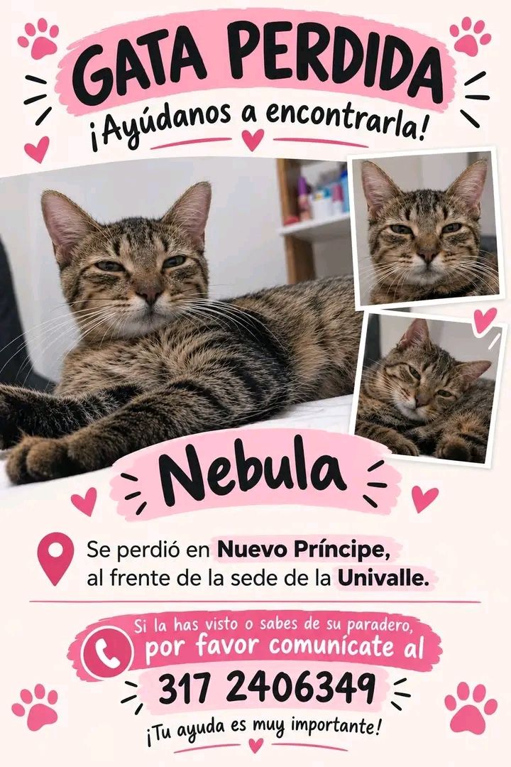 Gata perdida en Tuluá: Ayuda para encontrar a Nebula 