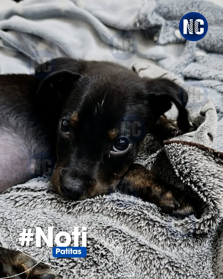 Cachorrita encontrada en Circasia, Quindío 