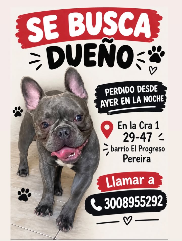 Se busca dueño para mascota perdida en Pereira 