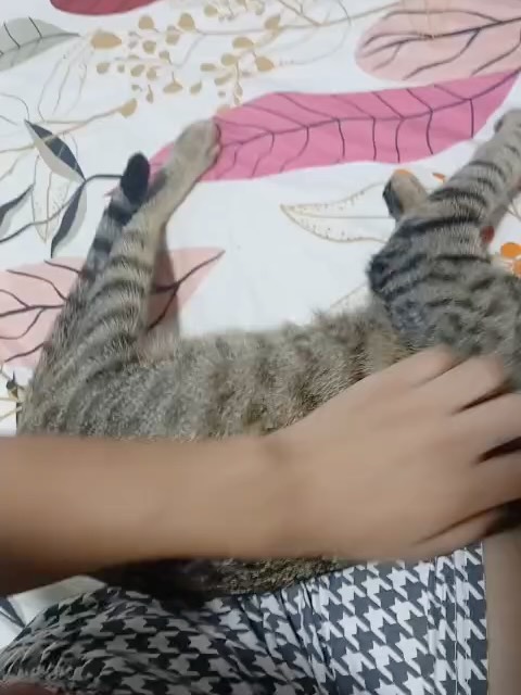 Adopción Gatita Joven Esterilizada en Pereira, Risaralda 