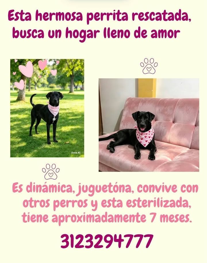 Perra rescatada busca hogar en Pereira 