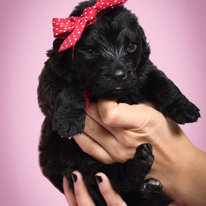 Adopción de cachorros de 1 mes en Bogotá 
