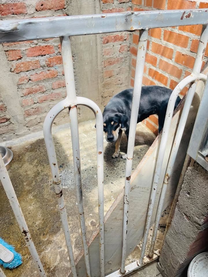 Perra busca hogar amoroso en Tuluá, Valle - Adopción 
