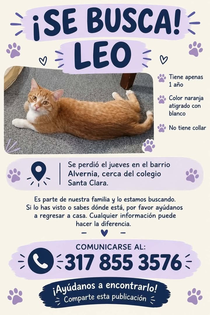 Se busca gato Leo en Tuluá, Valle 