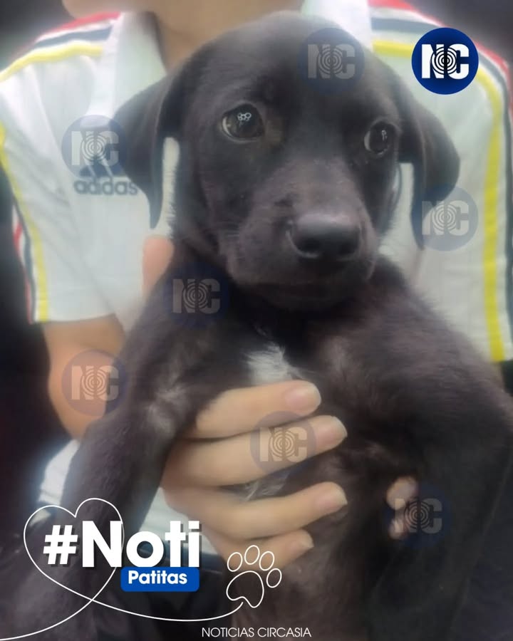 Cachorro encontrado en Circasia, Quindío 