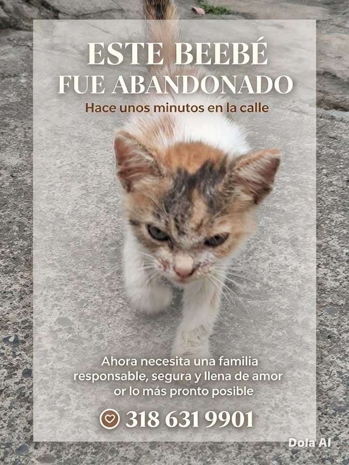 Pequeña bebé gatita abandonada en Tuluá busca hogar 