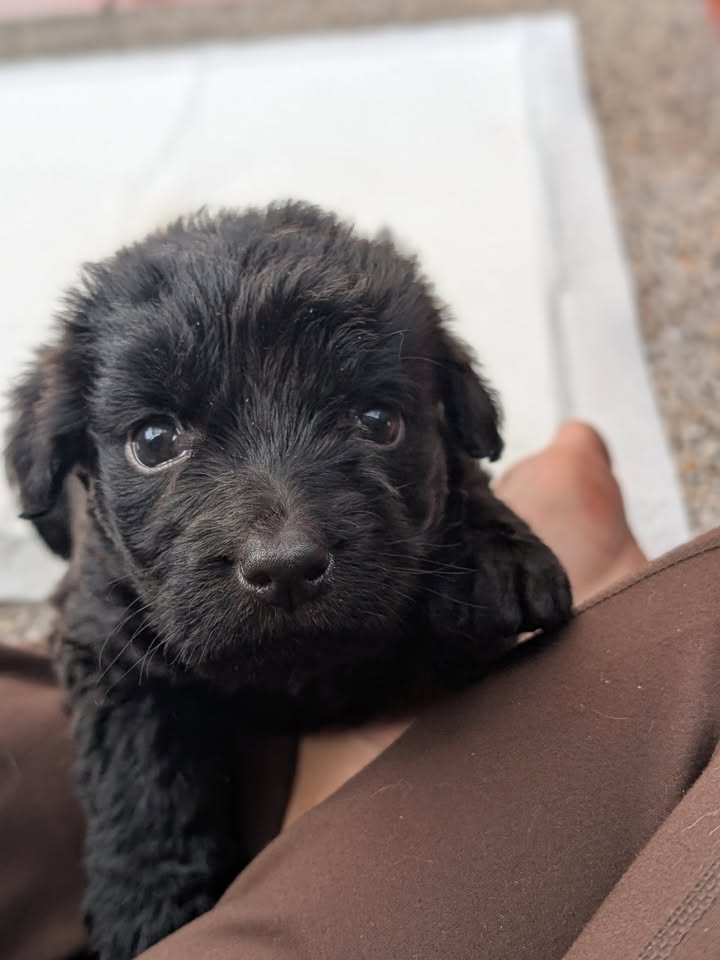 Adopta a Joaquina, cachorro criollo en Bogotá 