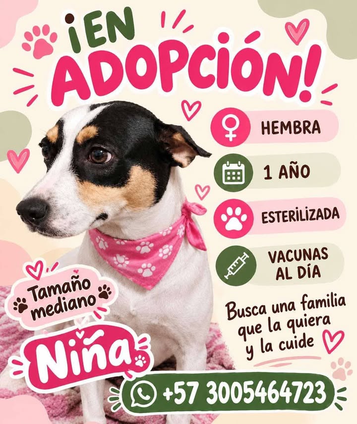 Perra en adopción en Pereira 