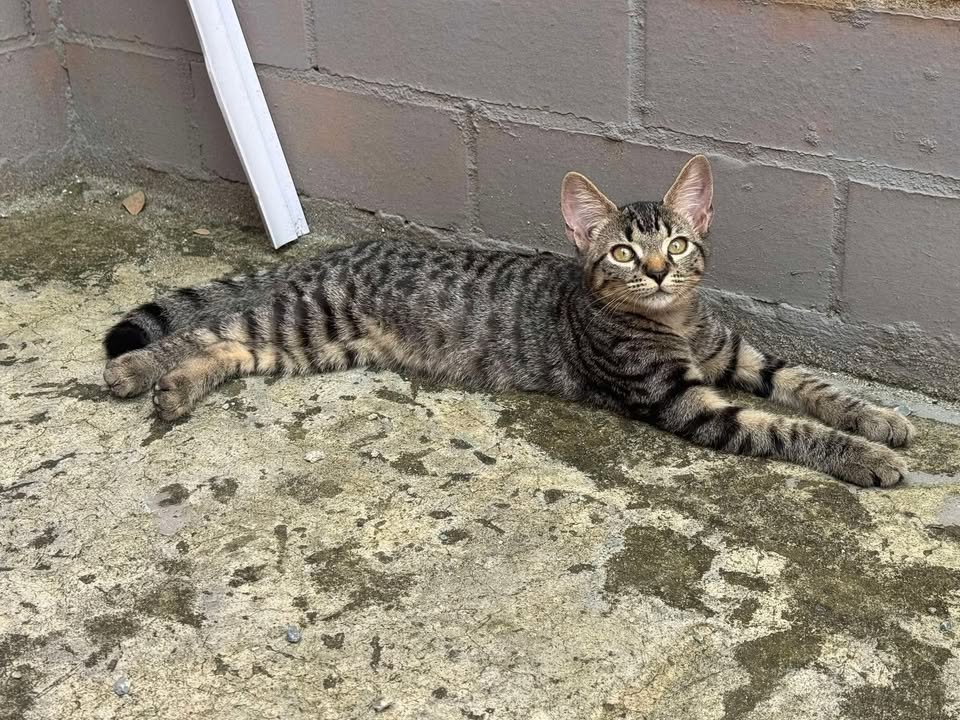 Linda Gatica busca hogar responsable en Pereira 