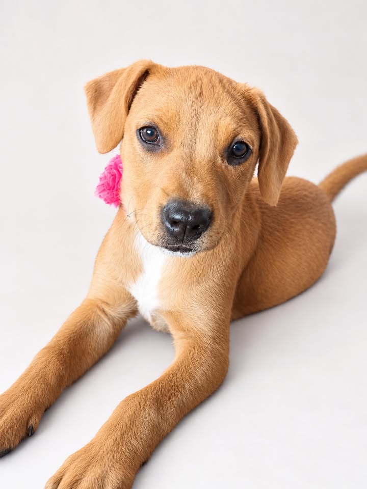 Adopta Melina y Selene, cachorras medianas en Bogotá 