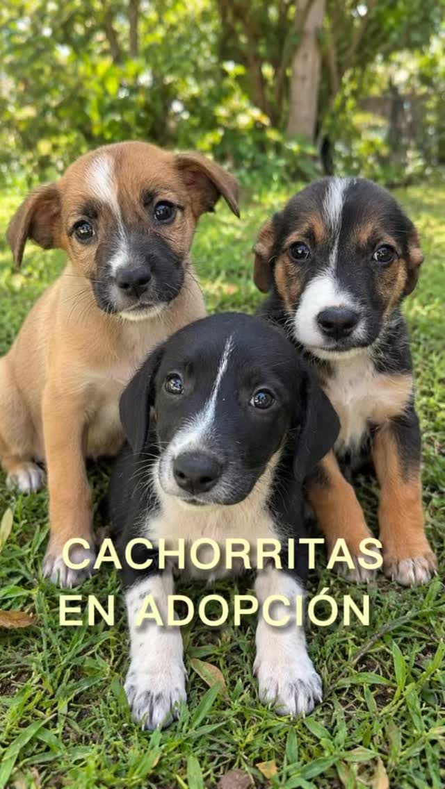 Cachorros en adopción en Cartago 