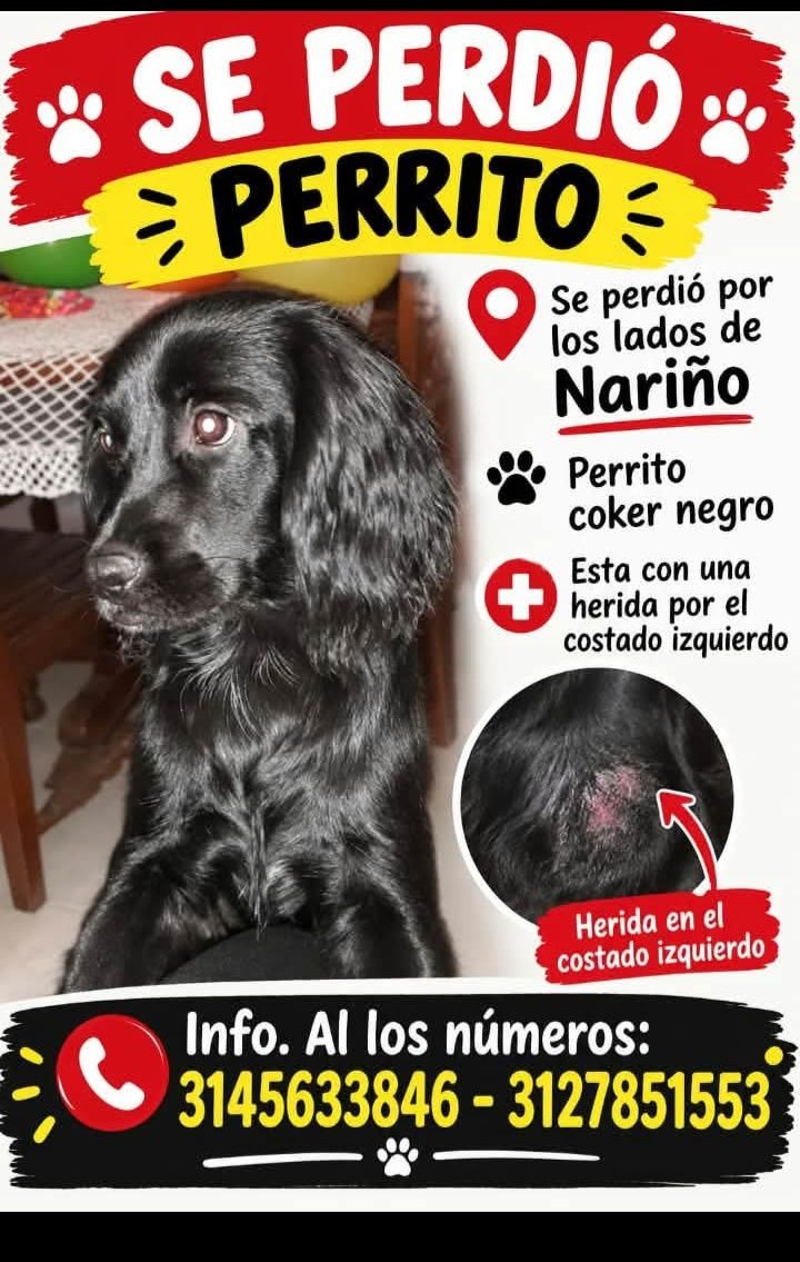 Se perdio perrito cocker negro en Tuluá 