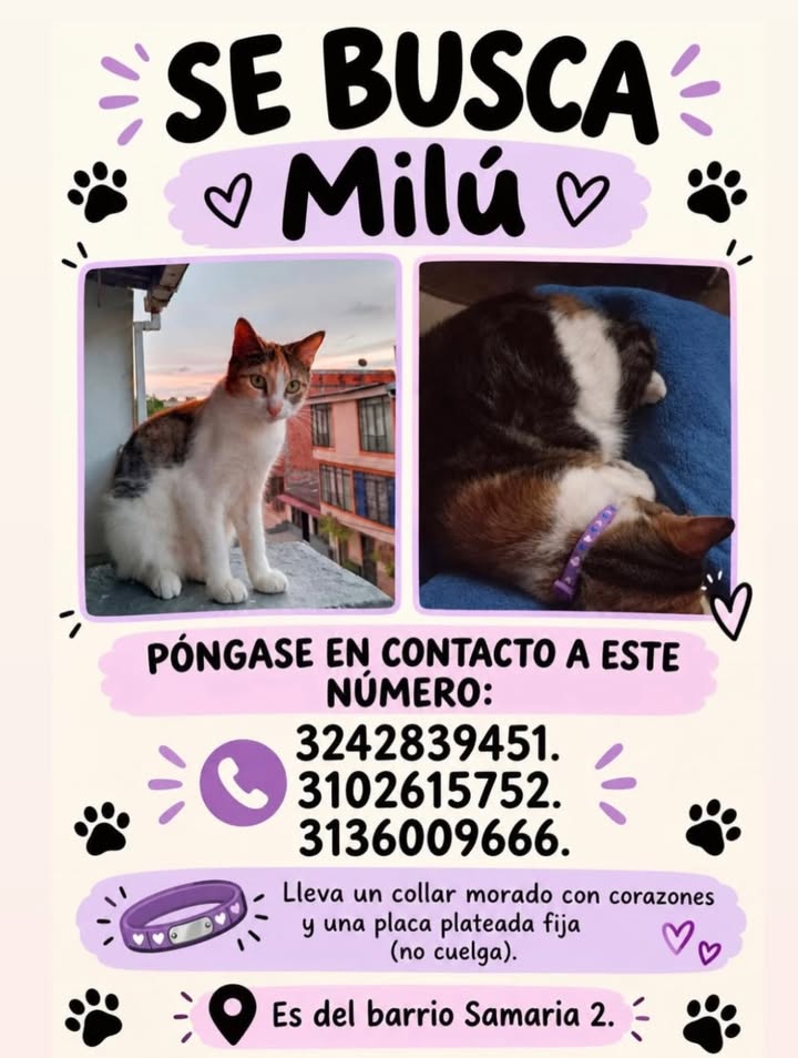 Milú, gato perdido en Pereira, Risaralda 