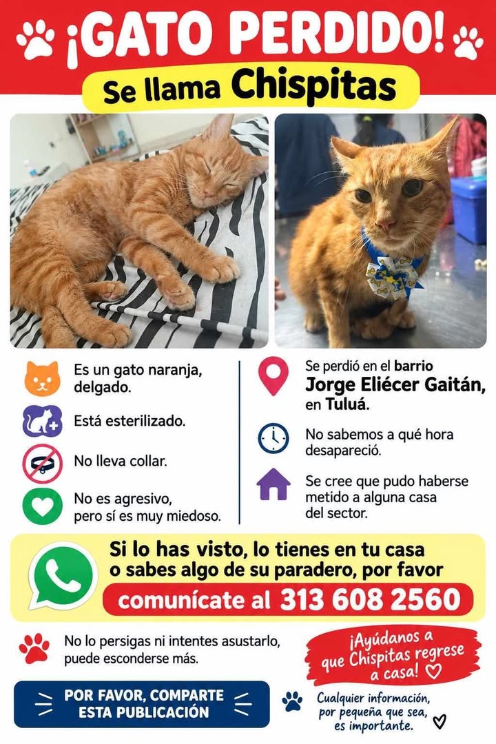 Gato perdido en Tuluá - Valle 